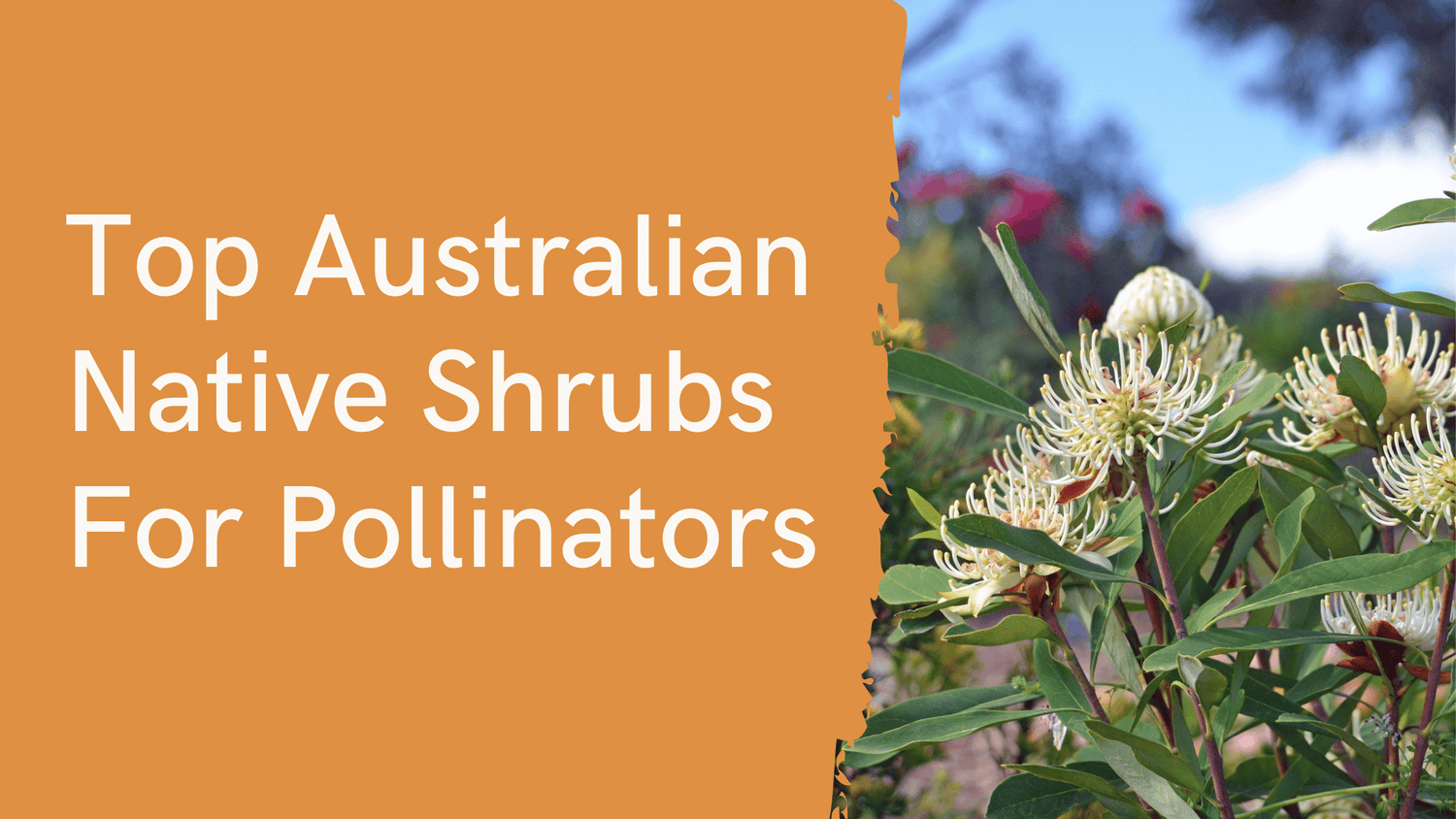 The Beauty of Australian Native Shrub Plants For Attracting Bees & Birds