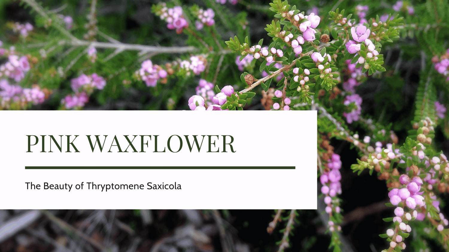 Australian Thryptomene Saxicola: A Friendly Guide To Pink Waxflower