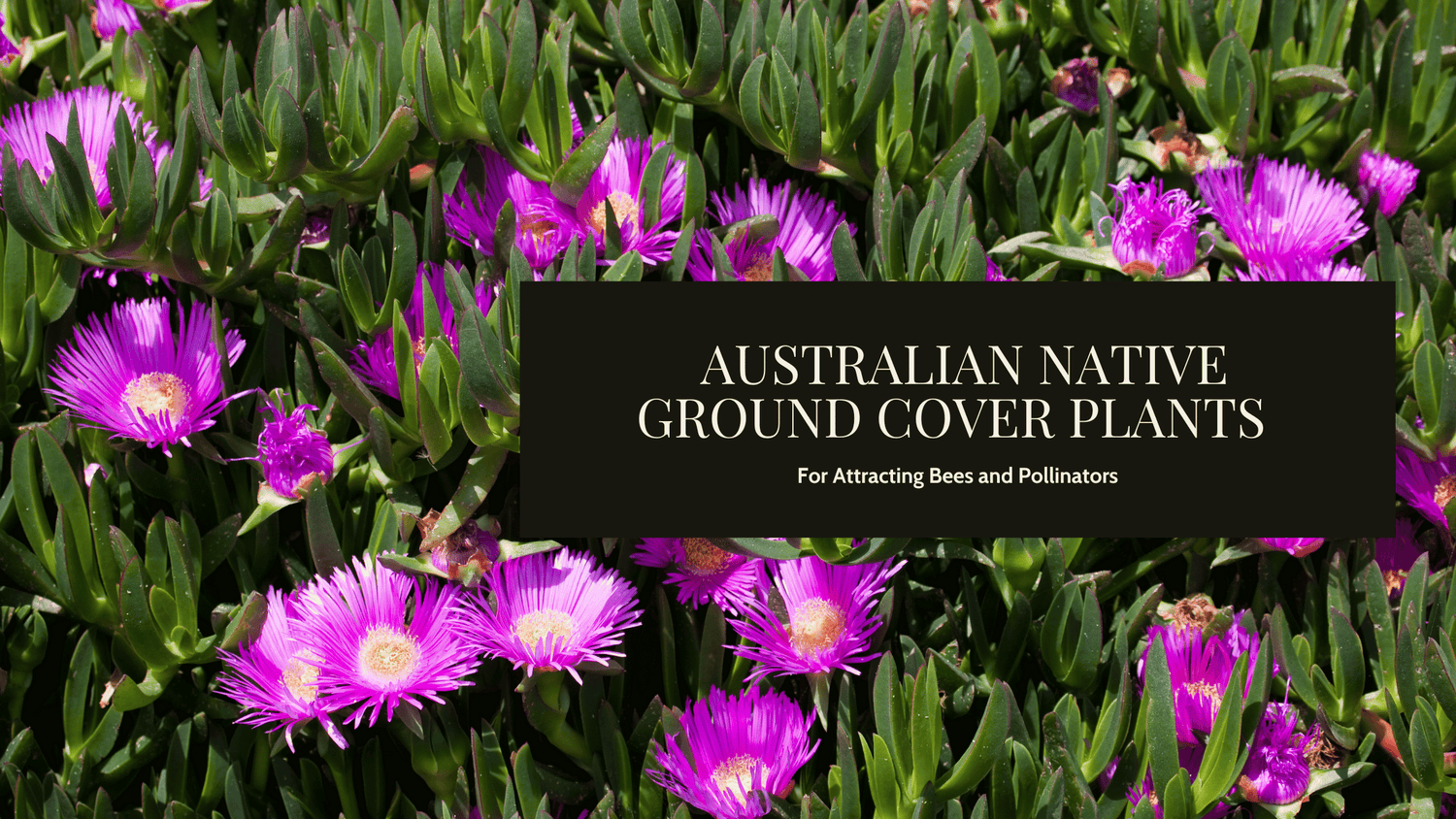 Our Top Picks For Australian Native Ground Cover Plants To Attract Bees